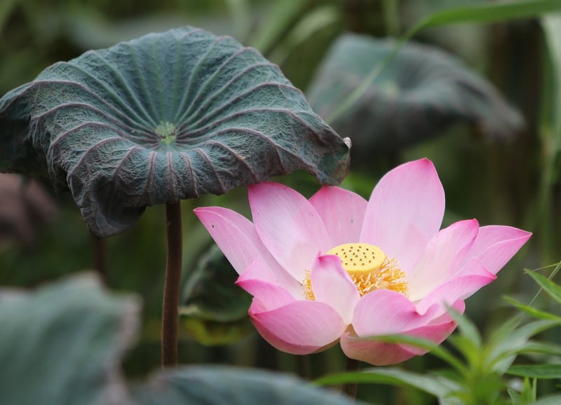 Lotus Meditation Pose